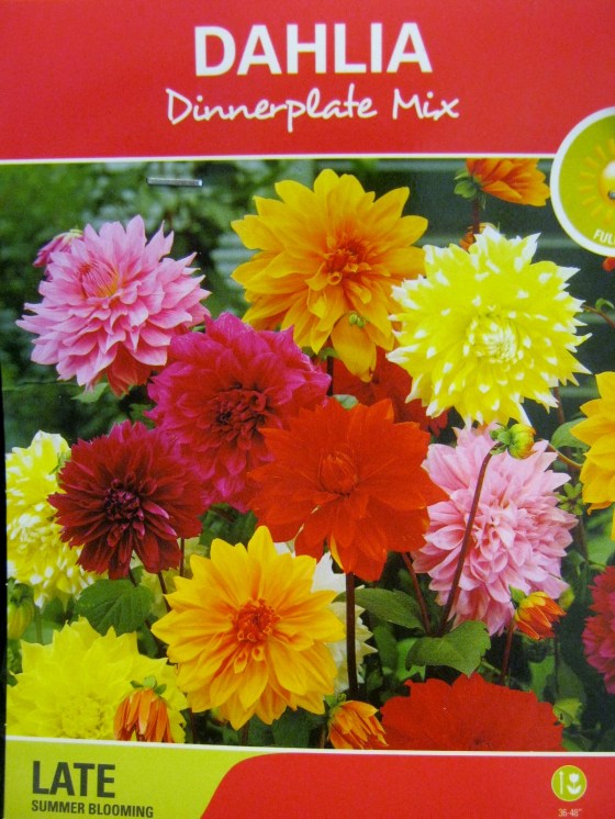 Dinnerplate Dahlia Tubers
