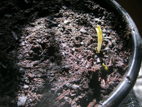 Dahlia tubers potted up.