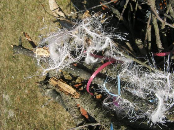 Nesting material, cut short and scattered over twigs.