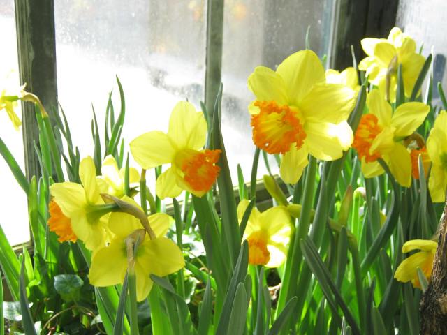 Longwood Daffodils