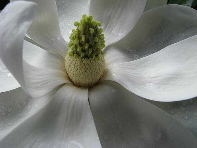 Photo Courtesy of WetCanvas and Macdragon