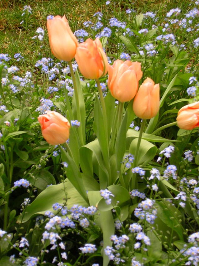 Apricot Tulips at Longwood Gardens