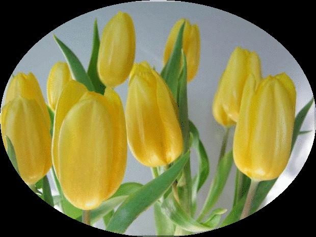 Draw Drop Down Menu - Cut Out Shape Oval