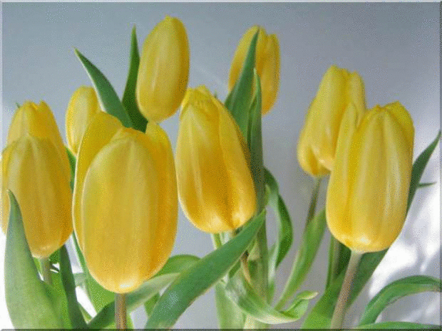 Animation - Zoom Effect