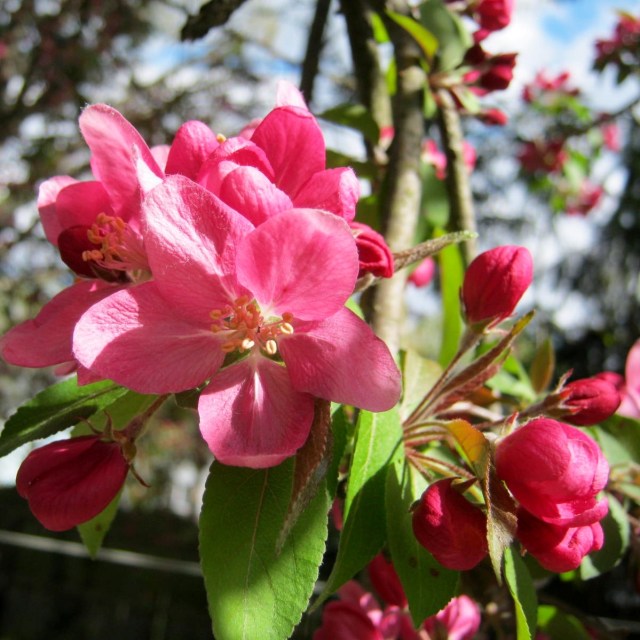 Crabapple Blossoms