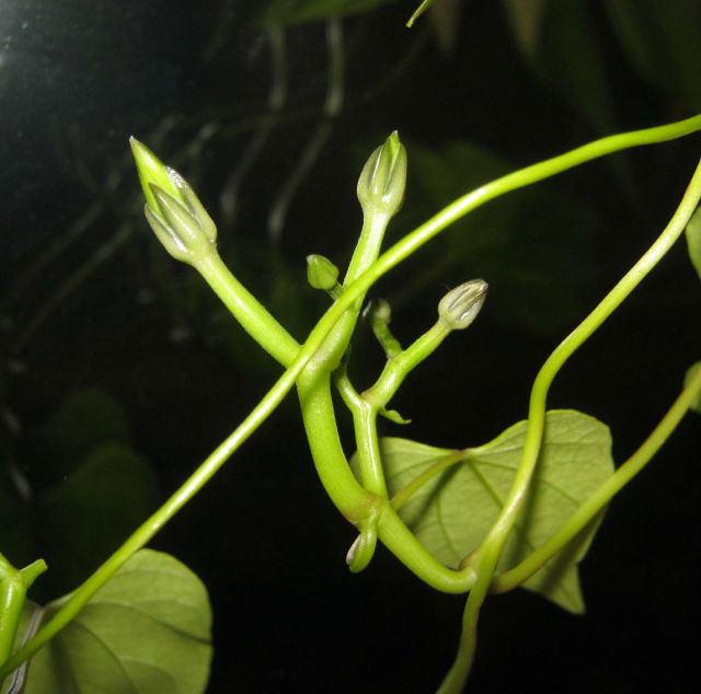 MORNING GLORY BUDDING