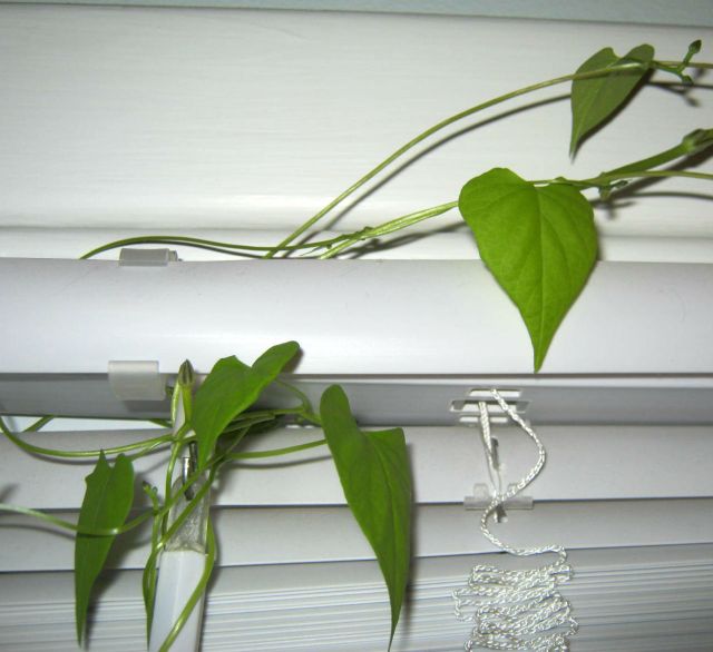 MORNING GLORY VINE
