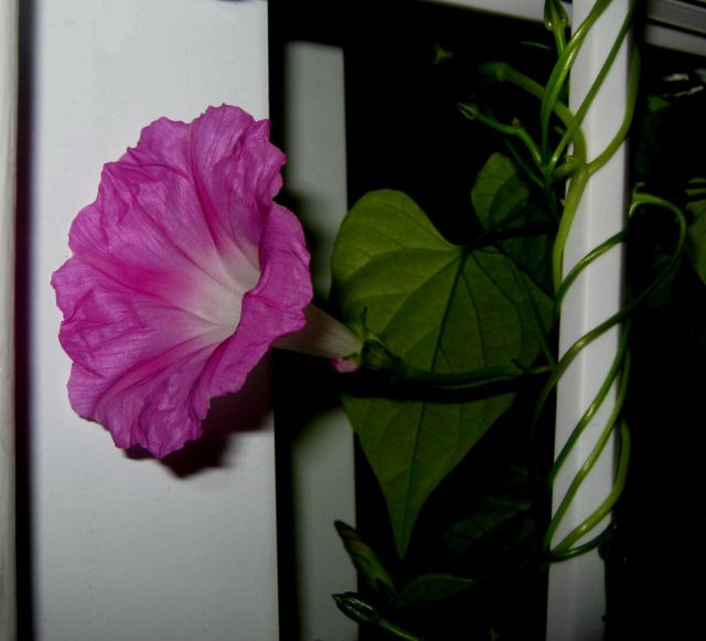 Morning Glory Flower