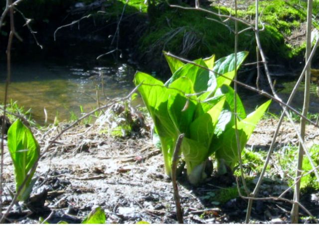 Skunk Cabbage in Morning Light