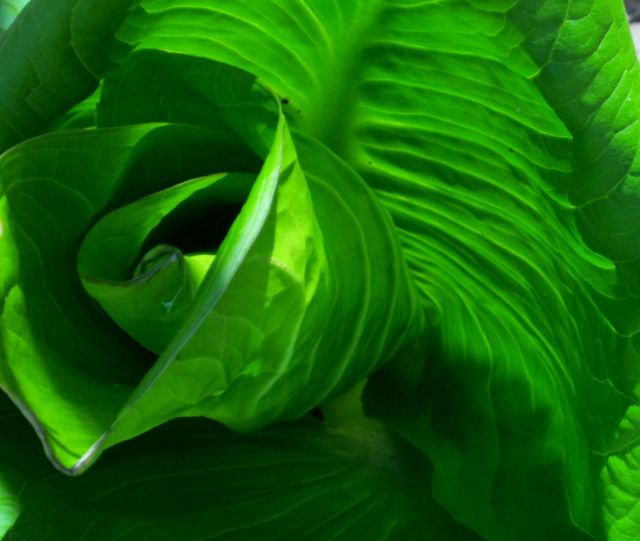 Skunk Cabbage