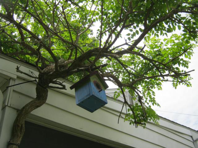 Birdie, birdie in the tree