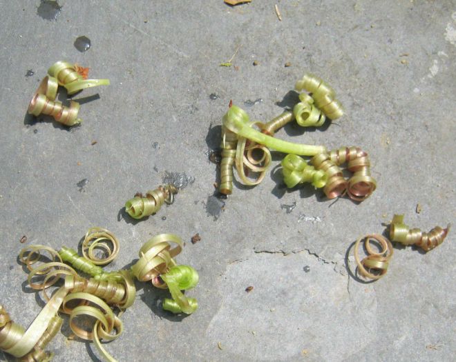 dandelion curls on slate