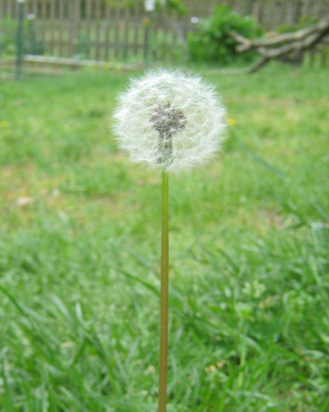 dandelion puff