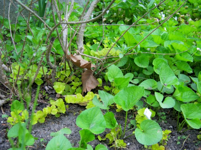 Creeping Jenny Groundcover with Violets