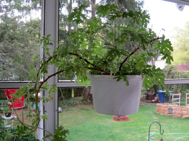 Scented Geranium in Hanging Basket