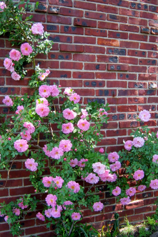 Climbing Rose Against Chimney