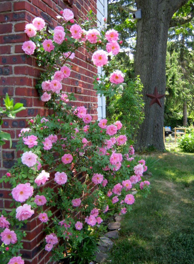 Climbing Rose Cascade