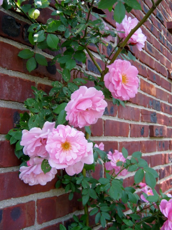 Climbing Rose Close 