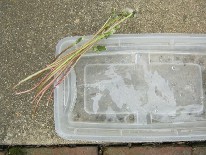 water and dandelion stems