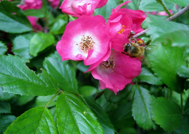 Roses & Bee 3