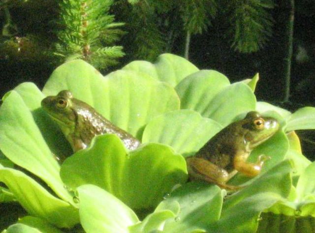 frogs 1