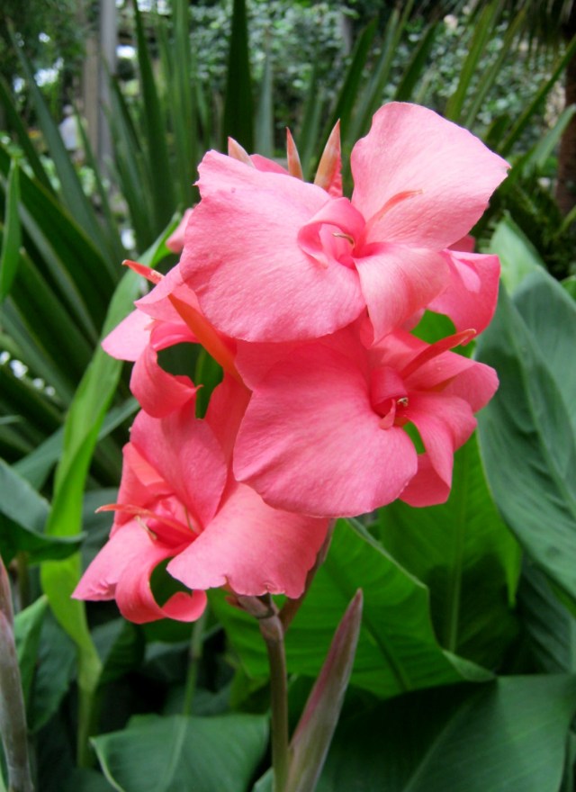 Longwood Gardens Cannas Plant Growing In Conservatory