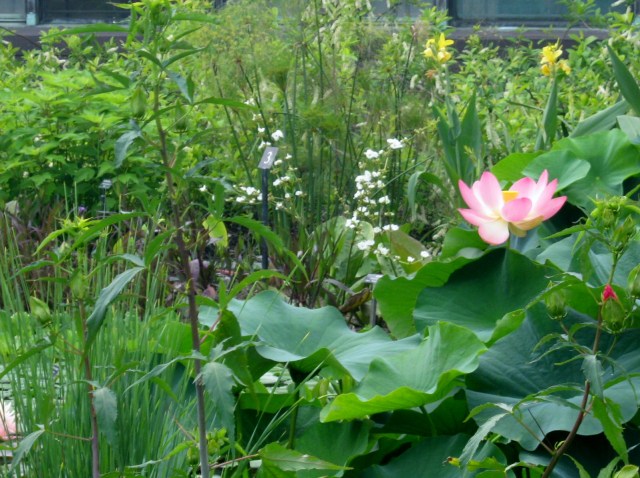 Lotus Flower and Cannas in Water Gardens