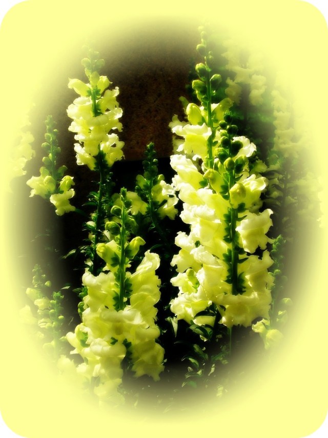 Snapdragon Sabbath jpg