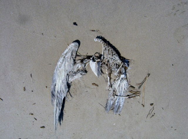 Seagull, Fortescue New Jersey