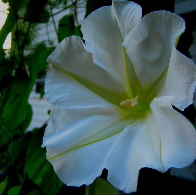 moonflower
