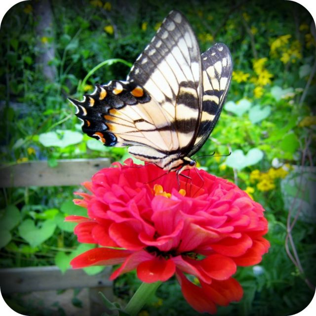 Swallowtail jpg