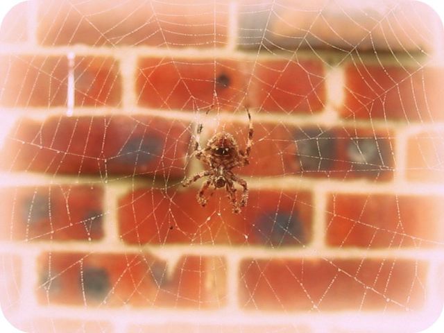 bricked web
