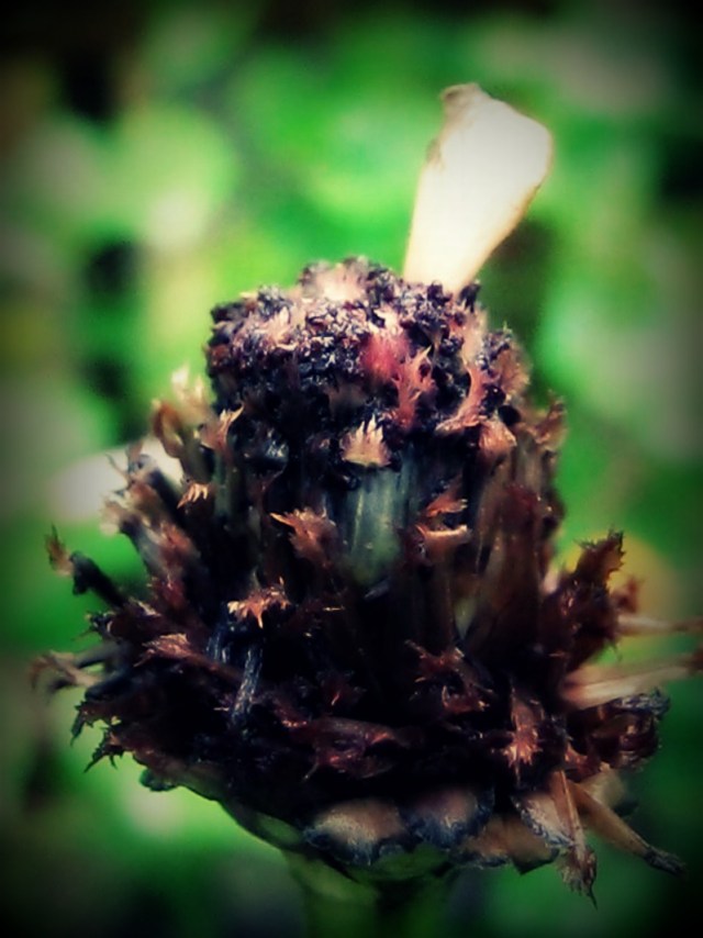 ZINNIA SEEDPOD