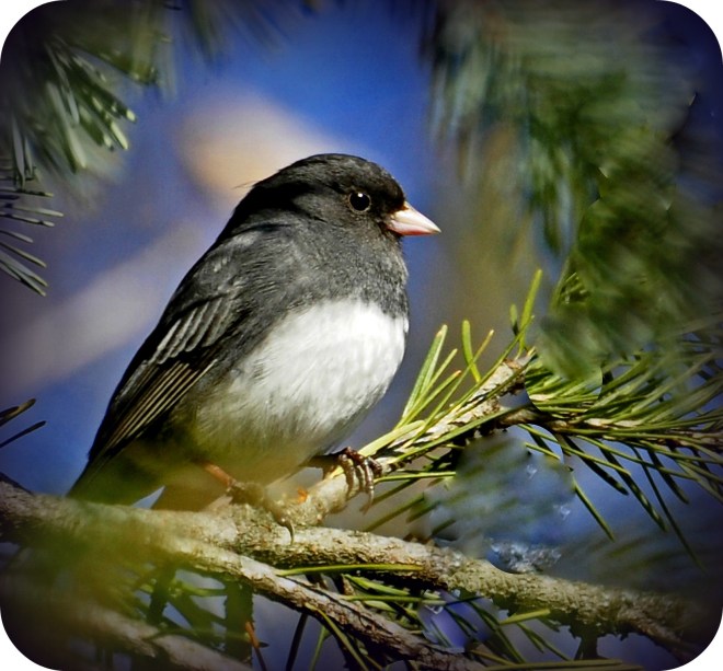 Photograph courtesy of Acrylic Artist on Morgue File