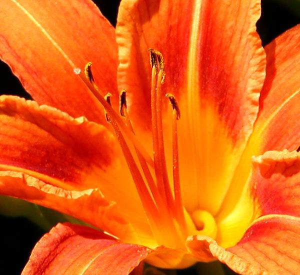 Lily by Stalksthedawn