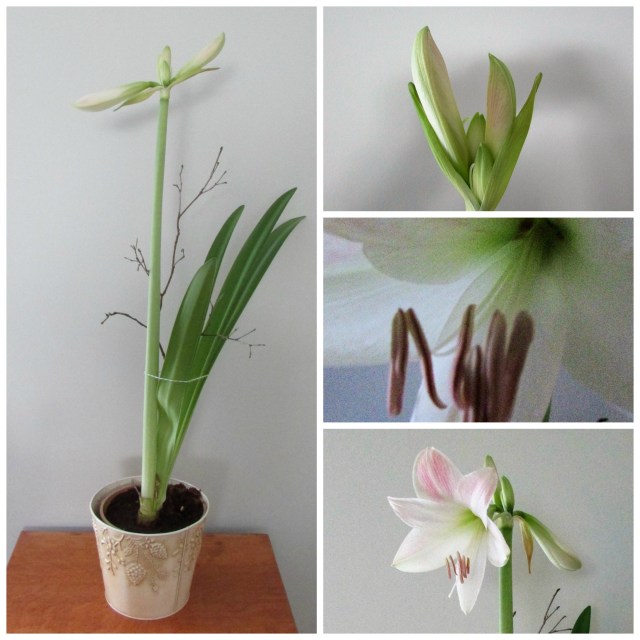 amaryllis collage