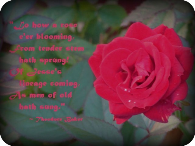 Lo How A Rose E'er Blooming