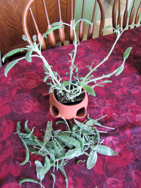 Sage Powdery Mildew Solution 1