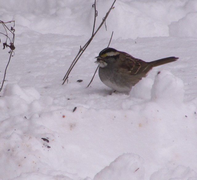 birds in snow 2