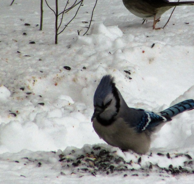birds in snow 3