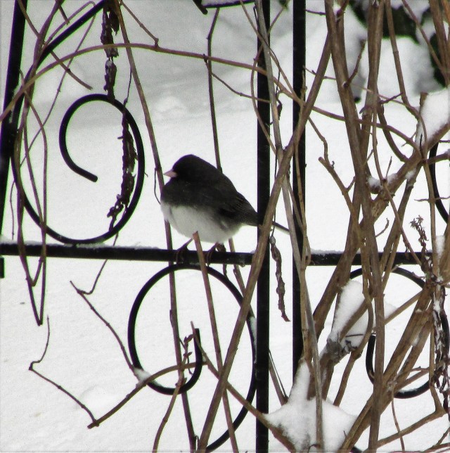 birds in snow 4