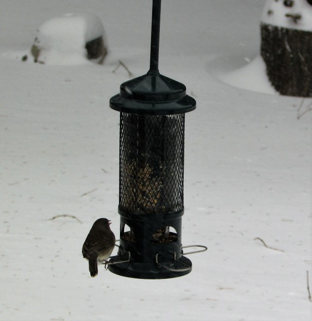 birds in snow 5