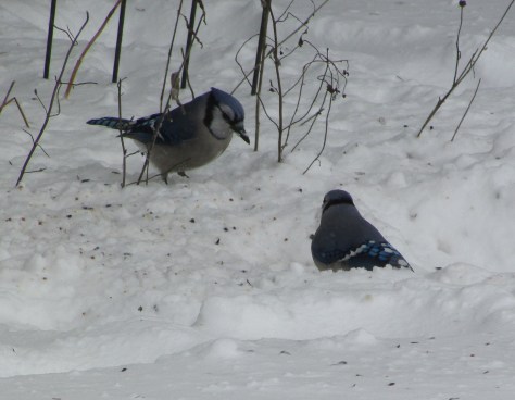 birds in snow 6