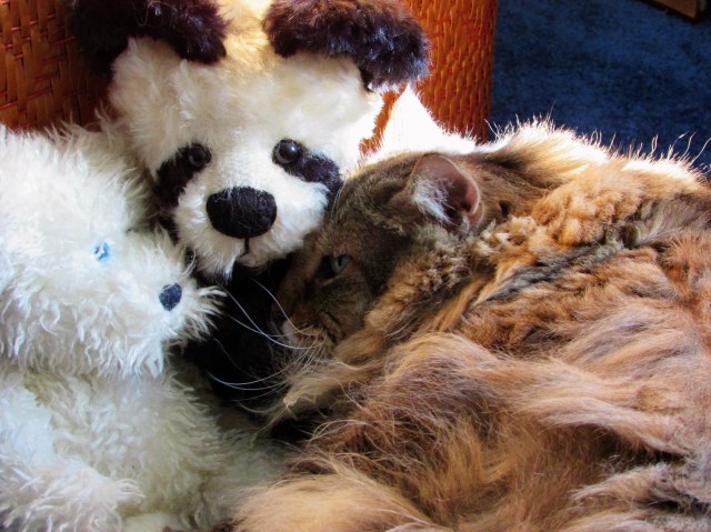 Burnt Sienna - Too Cute