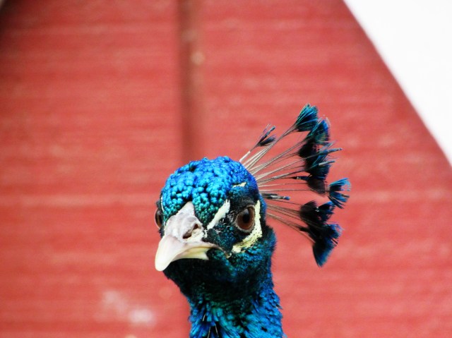 Peacock - Close Up and Personal