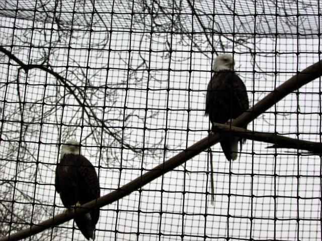 Bald eagles