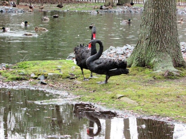 Beautiful Black Swans