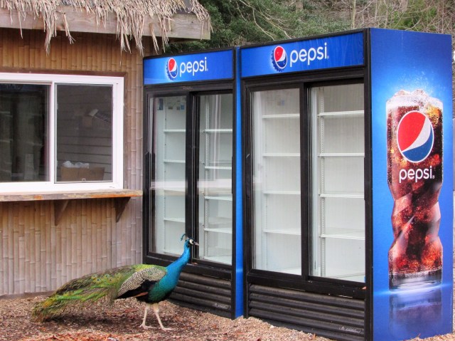 I loved the way the peacock matched the soda machine. I could almost hear him saying, "What...No Pepsi?"