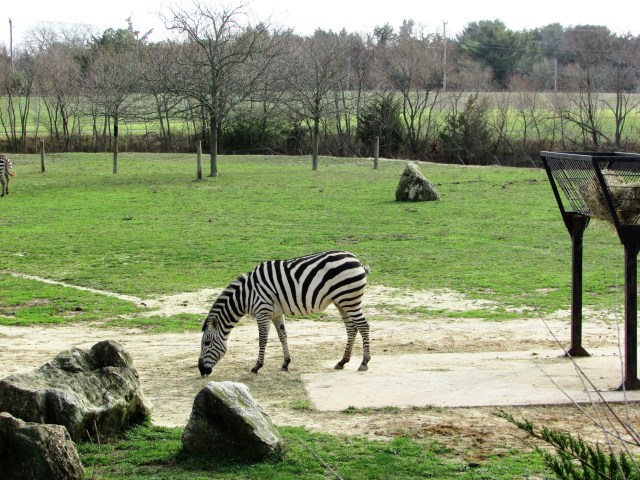 cape may zoo 46