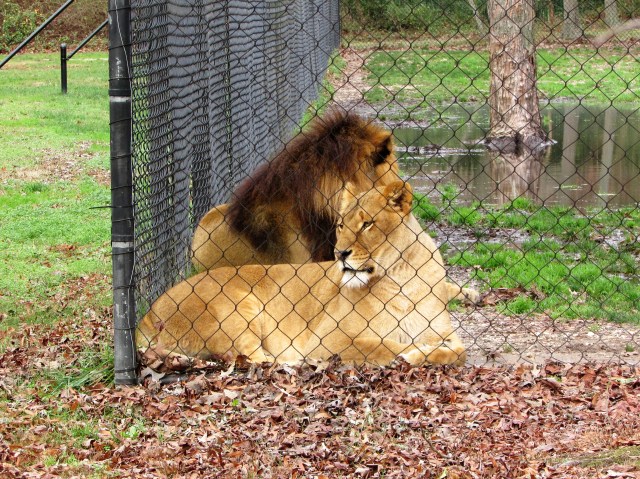 cape may zoo 48